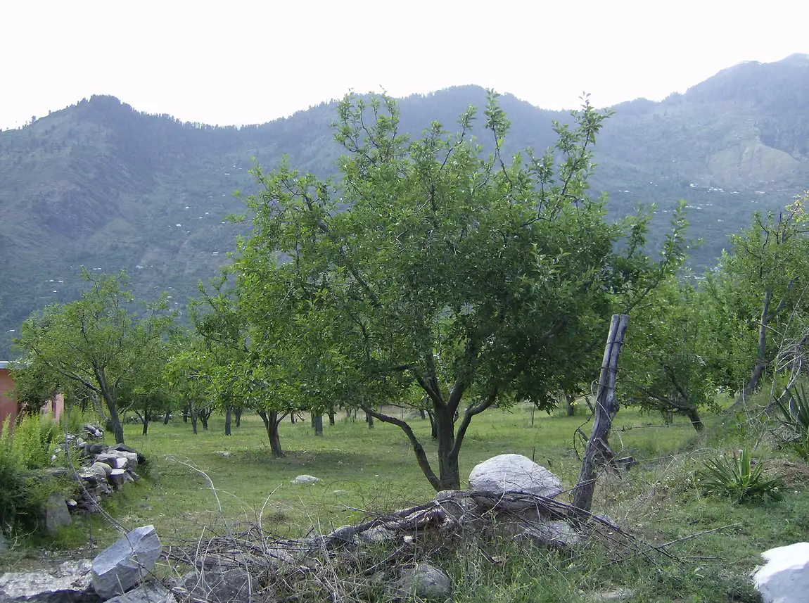 Apple orchard in the Harsil valley